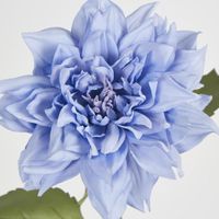 Dahlia 62cm Blue