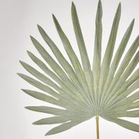 Green Sun Palm leaf