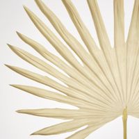 Beige Sun Palm leaf