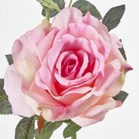 Pink Short Stem Queen Rose