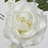 Queen Rose 35cm white