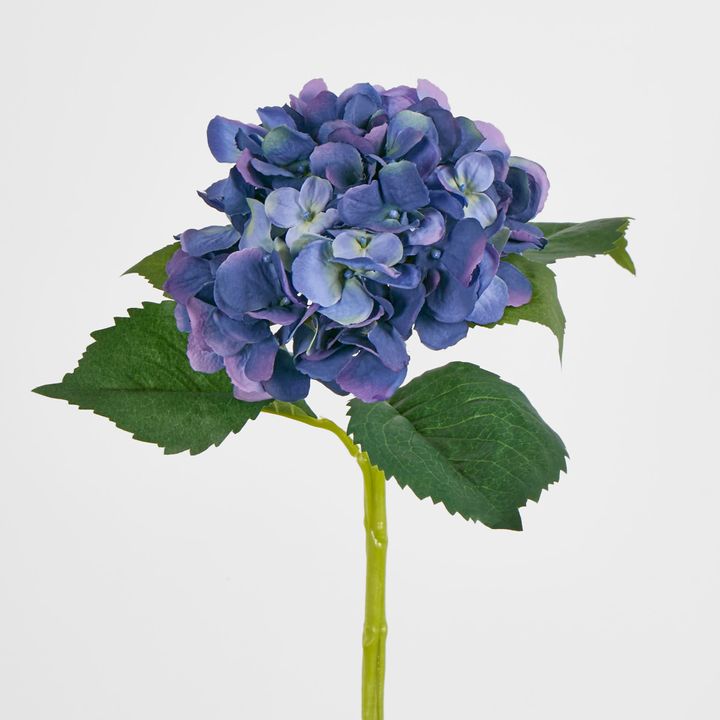 Hydrangea