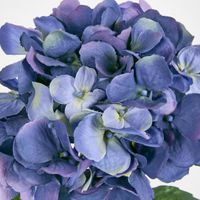 Hydrangea Water Stem 49cm Dark Blue