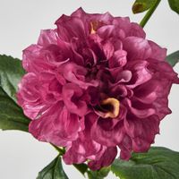 Dahlia