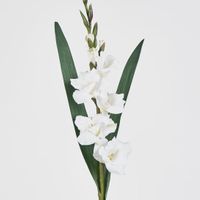 Gladious Spray 84cm White