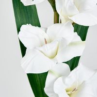 Gladious Spray 84cm White