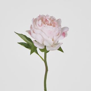 Peony