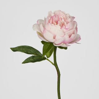 Peony