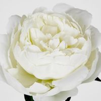 Peony