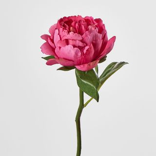 Peony Short Stem Raspberry