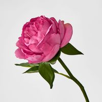 Peony Short Stem Raspberry