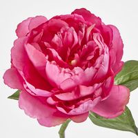 Peony Short Stem Raspberry