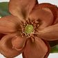 Light Brown Magnolia on Stem