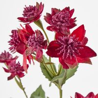 Burgundy Astrantia 14 Flowers (Masterwort)