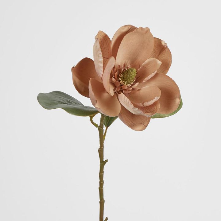 Beige Magnolia on Stem