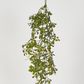 85cm Chinese Perfume Plant Hanging Bush