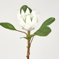 52cm White Protea Stem