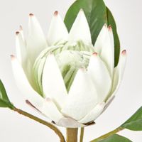 52cm White Protea Stem