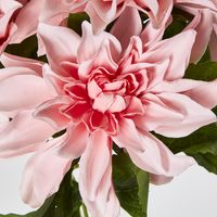 Baby Light Pink Dahlia Bush x 5