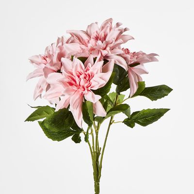 Baby Light Pink Dahlia Bush x 5