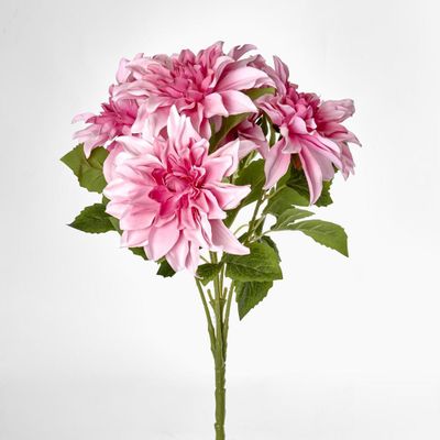 Dahlia Bush x 5 Light Pink