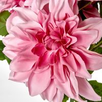 Dahlia Bush x 5 Light Pink