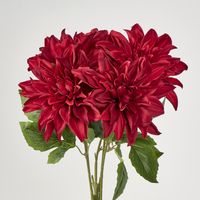 Red Dahlia Bush x 5