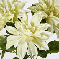 Dahlia Bush x 5 White