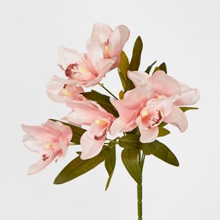 Cymbidium Bush 7 Flowers Peach Pink