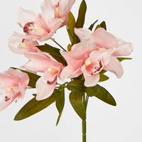 Cymbidium Bush 7 Flowers Peach Pink