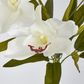 White Cymbidium Bush 7 Flowers