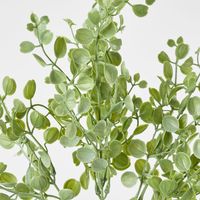 Eucalyptus Bush 5 Branches