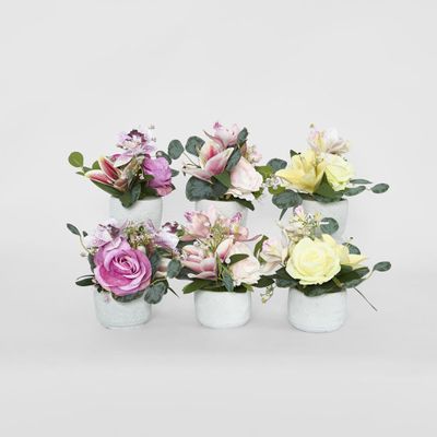 Rose Cymbidium Lily In Pot 6 Assorted Colours Purple Yellow Light Pink