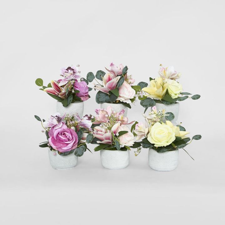Rose Cymbidium Lily In Pot 6 Assorted Colours Purple Yellow Light Pink