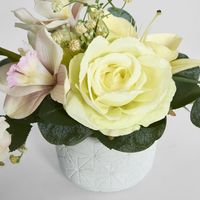 Rose Cymbidium Lily In Pot 6 Assorted Colours Purple Yellow Light Pink