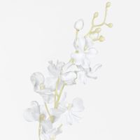Dendrobium orchid spray
