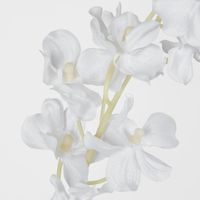 Dendrobium orchid spray