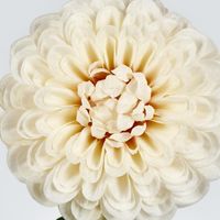 Single Ball Dahlia 74CM Cream