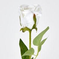 White Velvet Valentines Rose Bud
