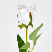 White Velvet Valentines Rose Bud