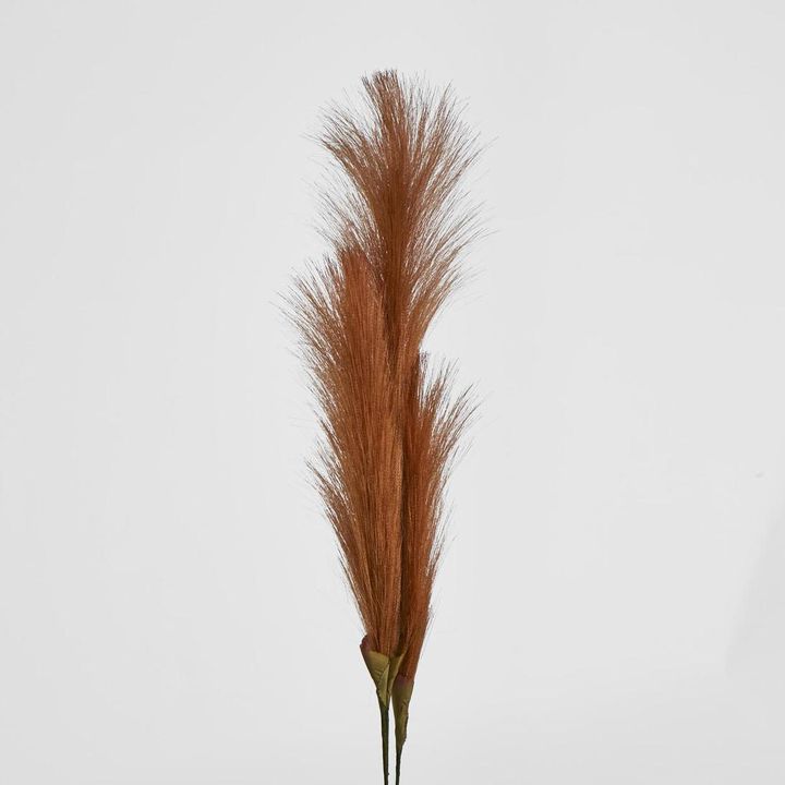Brown Pampas grass Bush x 3