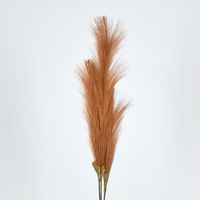 Brown Pampas grass Bush x 3