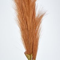 Brown Pampas grass Bush x 3