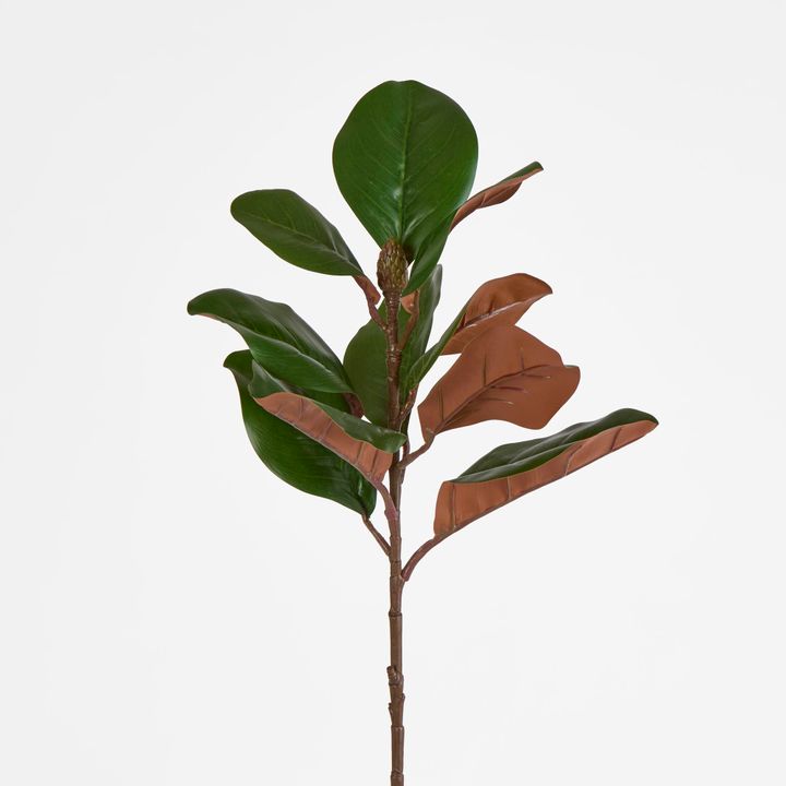 Southern Magnolia Branch with 30 Leaves