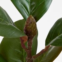 Southern Magnolia Branch with 30 Leaves