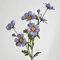 Cosmos Spray 85cm Light Purple