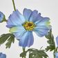 Light Blue Mexican Aster