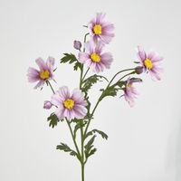 Cosmos Spray 85cm Pink