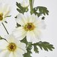 White Mexican Aster