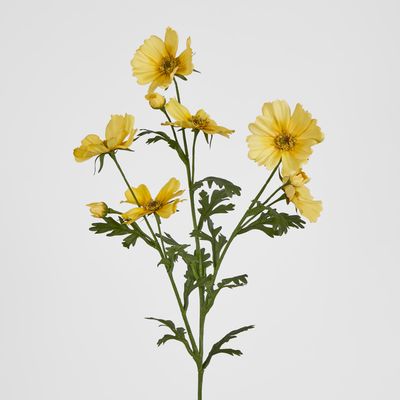 Yellow Mexican Aster